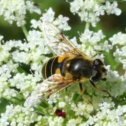 Eristalis arbustorum (Linnaeus, 1758) - Eristale des arbres