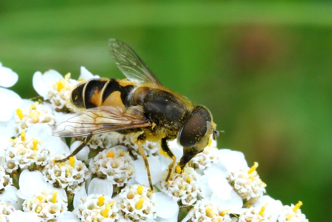 Eristalis arbustorum (Linnaeus, 1758) - Eristale des arbres (mâle)