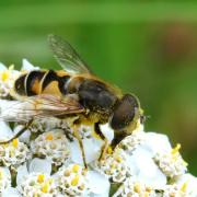 Eristalis arbustorum (Linnaeus, 1758) - Eristale des arbres (mâle)