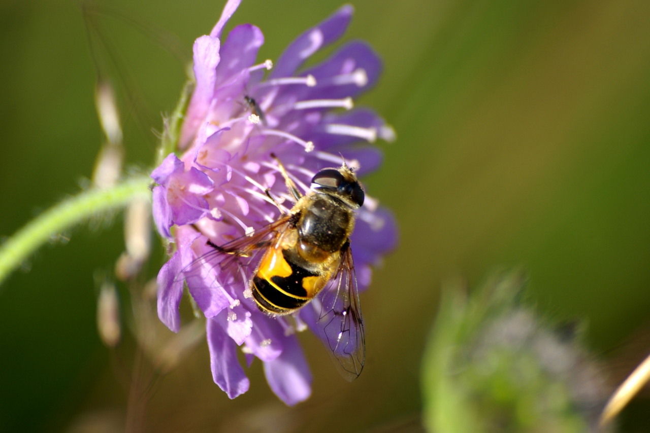 Eristalis horticola (De Geer, 1776) - Eristale horticole (femelle)