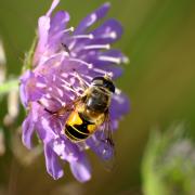 Eristalis horticola (De Geer, 1776) - Eristale horticole (femelle)