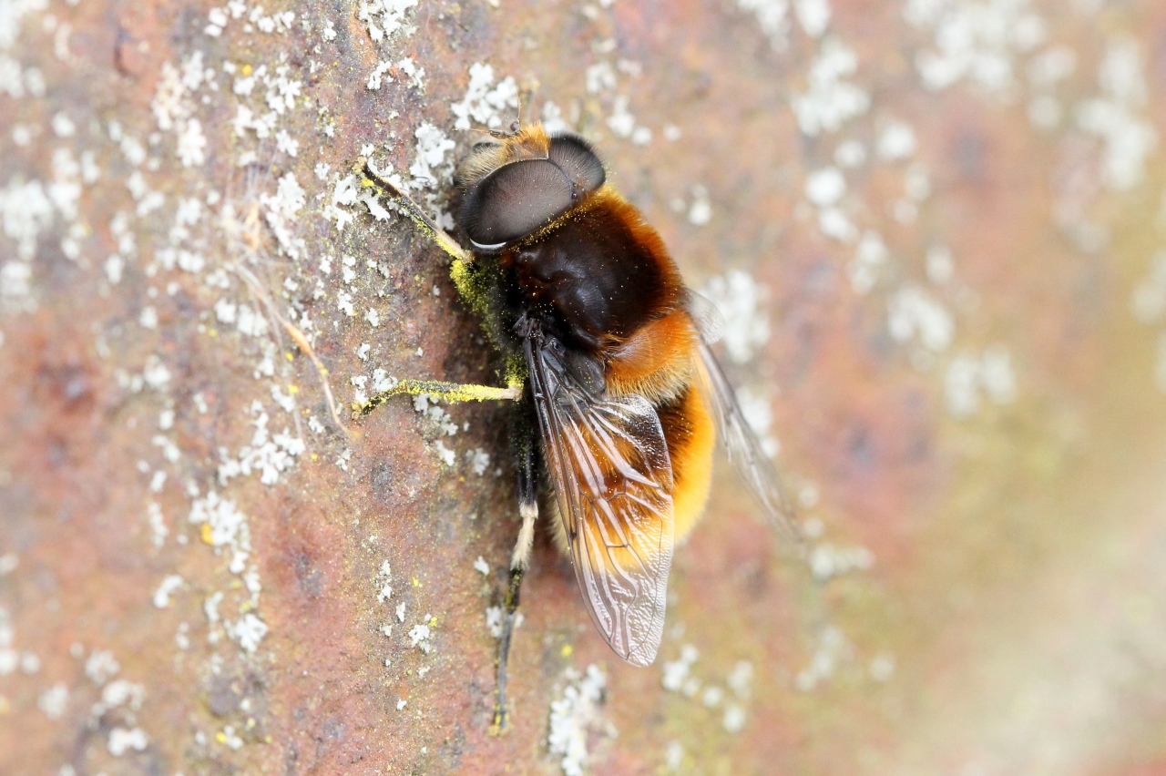 Eristalis intricaria (Linnaeus, 1758) (mâle)