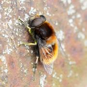 Eristalis intricaria (Linnaeus, 1758) (mâle)