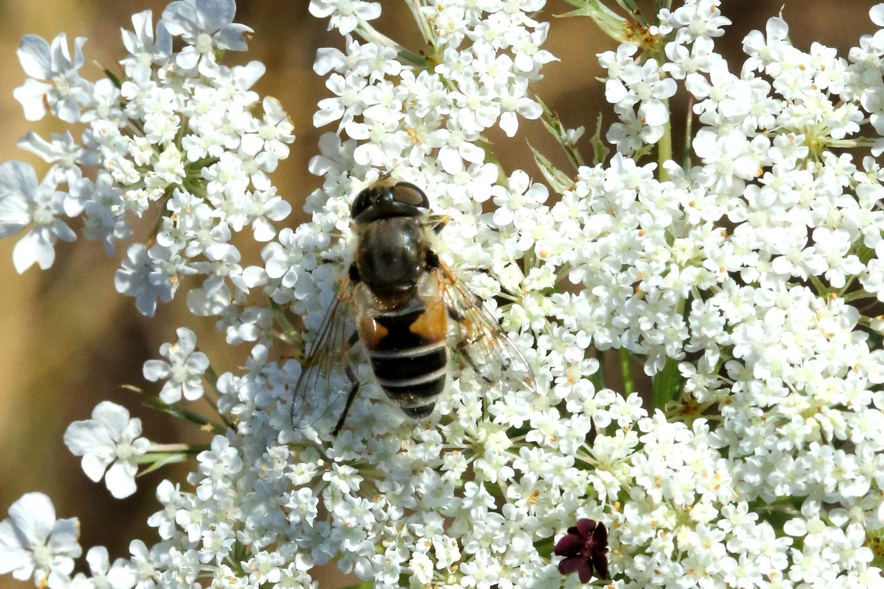 Eristalis nemorum (Linnaeus, 1758) (femelle)