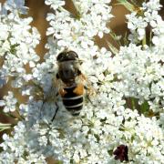 Eristalis nemorum (Linnaeus, 1758) (femelle)