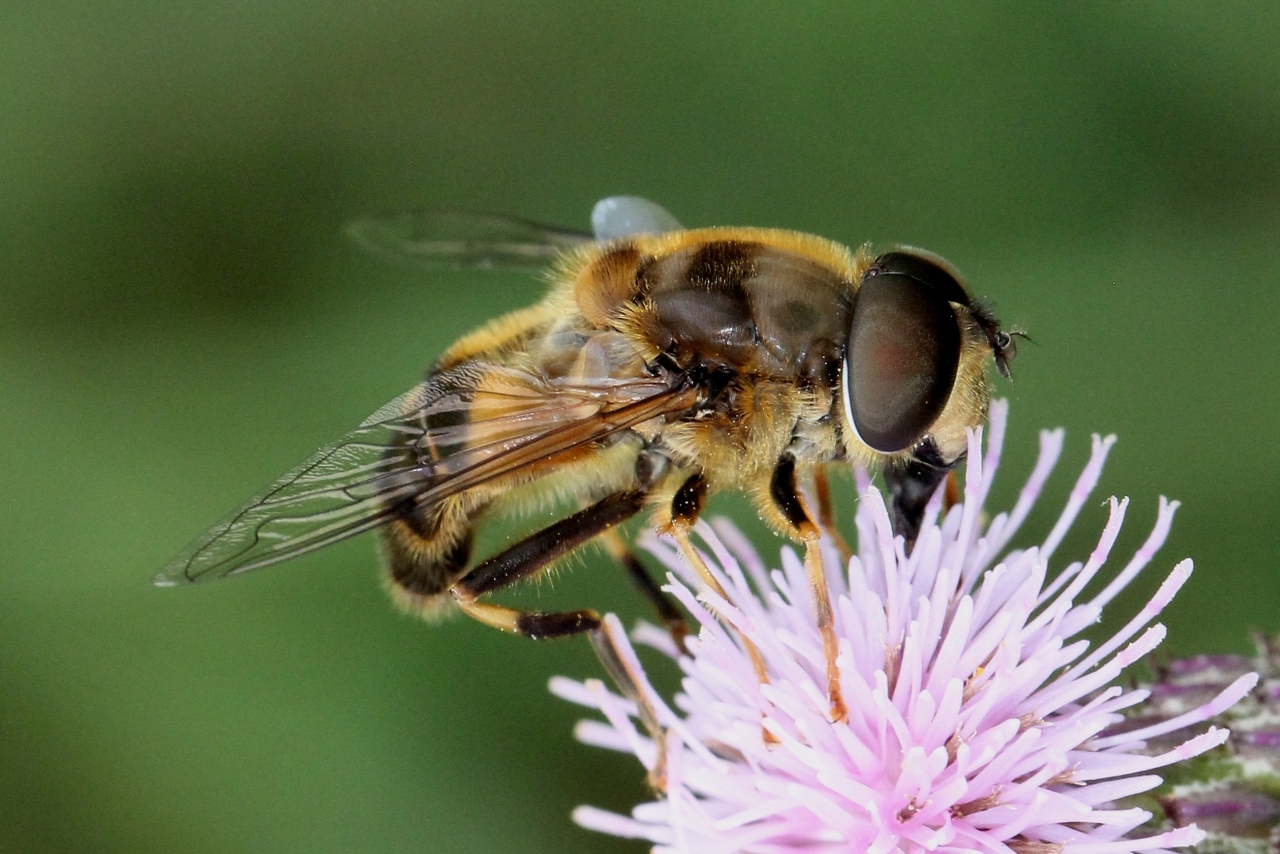 Eristalis pertinax (Scopoli, 1763) - Eristale opiniâtre (mâle)