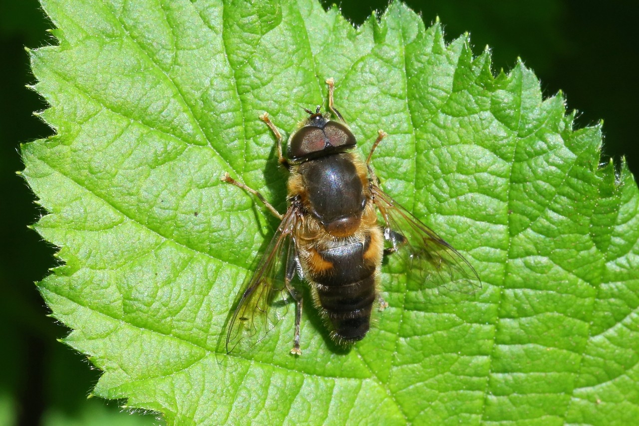 Eristalis pertinax (Scopoli, 1763) - Eristale opiniâtre (mâle)