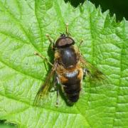 Eristalis pertinax (Scopoli, 1763) - Eristale opiniâtre (mâle)