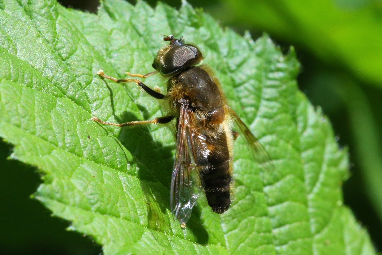 Eristalis pertinax (Scopoli, 1763) - Eristale opiniâtre (mâle)