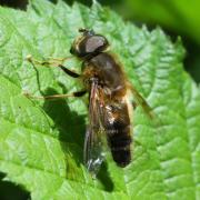 Eristalis pertinax (Scopoli, 1763) - Eristale opiniâtre (mâle)