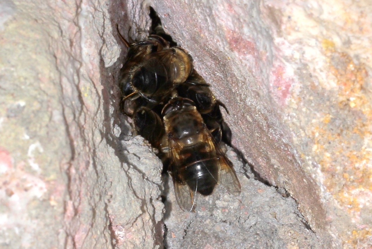 Eristalis tenax (Linnaeus, 1758) - Eristale gluante, Mouche pourceau (en hivernation)