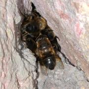 Eristalis tenax (Linnaeus, 1758) - Eristale gluante, Mouche pourceau (en hivernation)