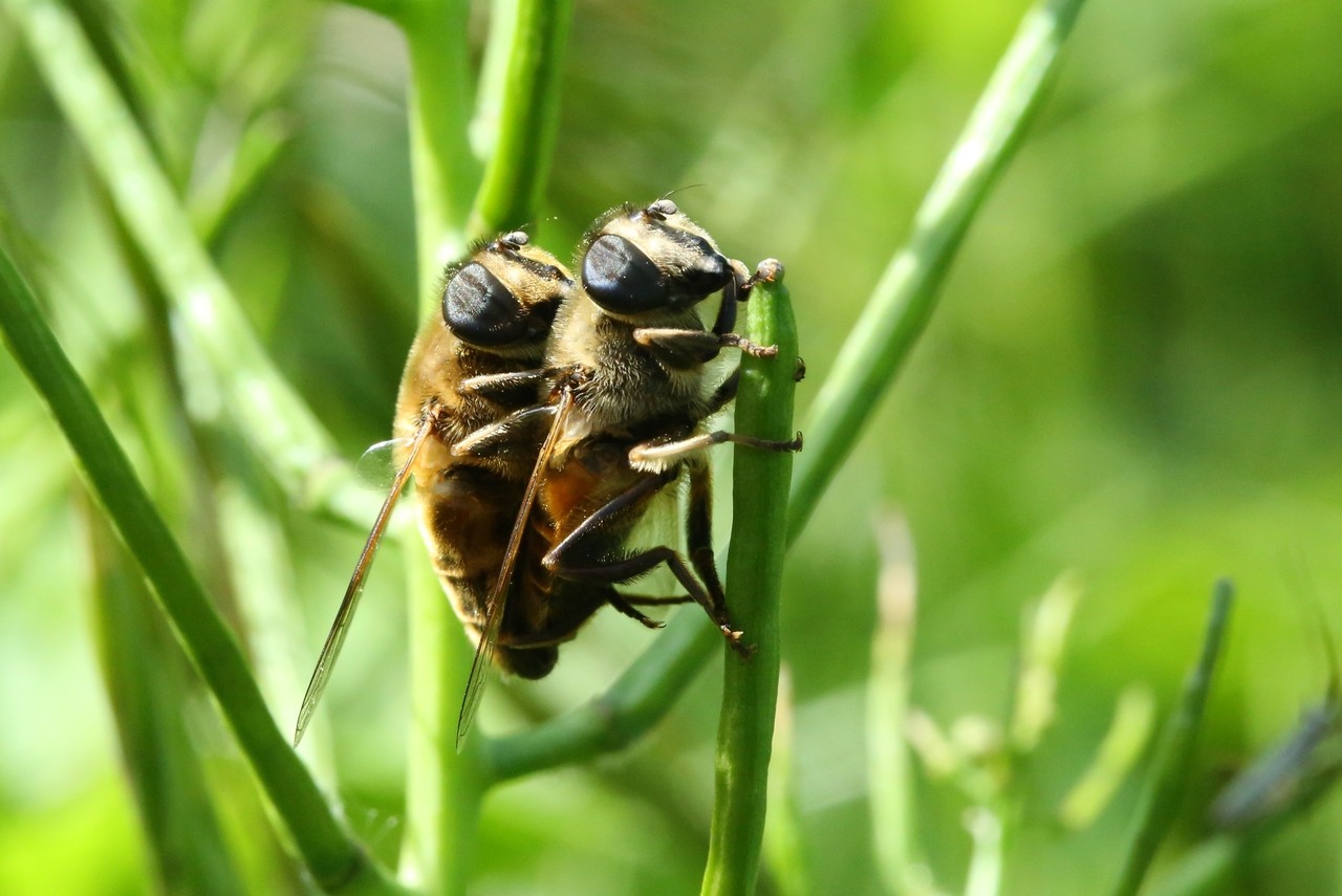 Eristalis tenax (Linnaeus, 1758) - Eristale gluante, Mouche pourceau (accouplement)