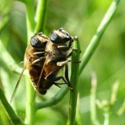 Eristalis tenax (Linnaeus, 1758) - Eristale gluante, Mouche pourceau (accouplement)