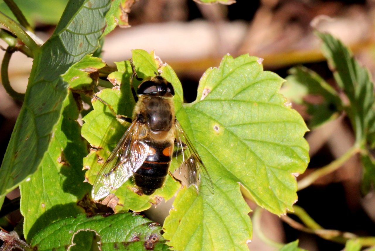 Eristalis tenax (Linnaeus, 1758) - Eristale gluante, Mouche pourceau 