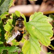 Eristalis tenax (Linnaeus, 1758) - Eristale gluante, Mouche pourceau 