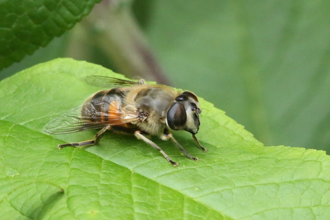 Eristalis tenax (Linnaeus, 1758) - Eristale gluante, Mouche pourceau (femelle)