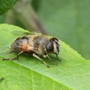 Eristalis tenax (Linnaeus, 1758) - Eristale gluante, Mouche pourceau (femelle)