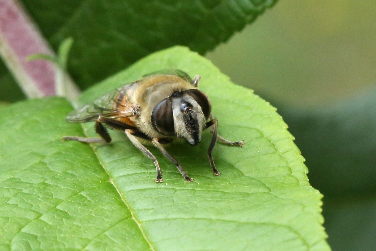 Eristalis tenax (Linnaeus, 1758) - Eristale gluante, Mouche pourceau (femelle)