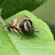 Eristalis tenax (Linnaeus, 1758) - Eristale gluante, Mouche pourceau (femelle)