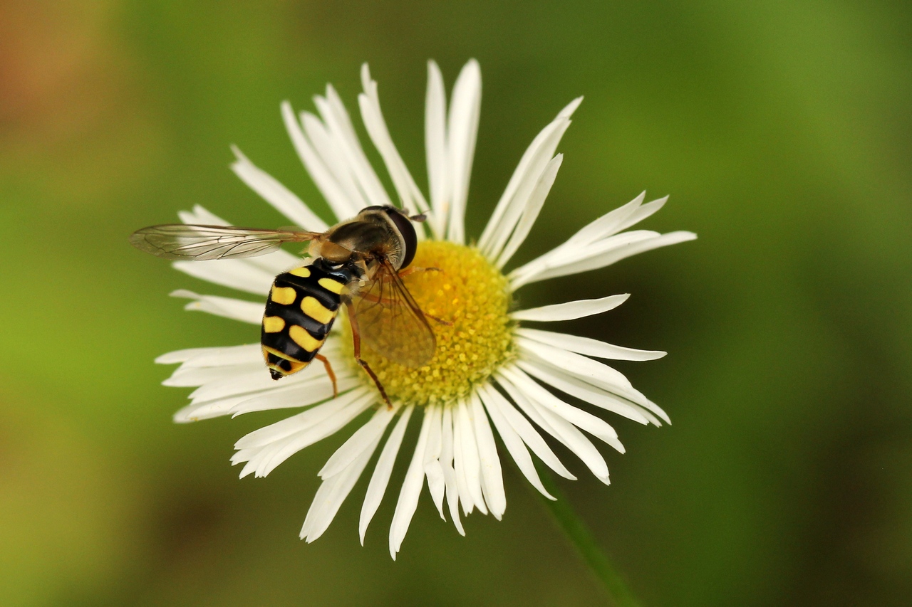 Eupeodes corollae (Fabricius, 1794) - Syrphe des Corolles (femelle) 