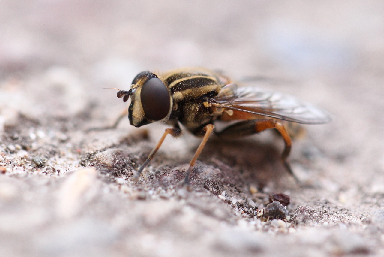 Helophilus pendulus (Linnaeus, 1758) - Hélophile suspendu (mâle)