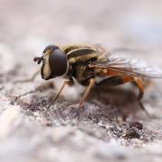 Helophilus pendulus (Linnaeus, 1758) - Hélophile suspendu (mâle)