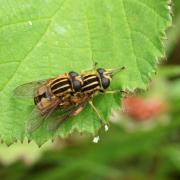 Helophilus pendulus (Linnaeus, 1758) - Hélophile suspendu (accouplement)