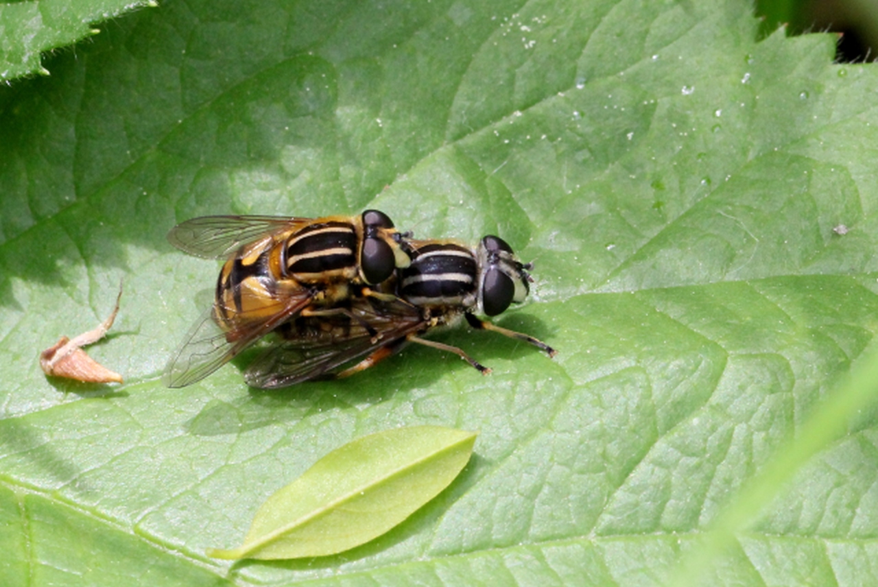 Helophilus pendulus (Linnaeus, 1758) - Hélophile suspendu (accouplement)