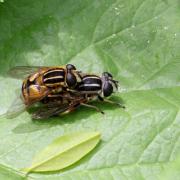 Helophilus pendulus (Linnaeus, 1758) - Hélophile suspendu (accouplement)