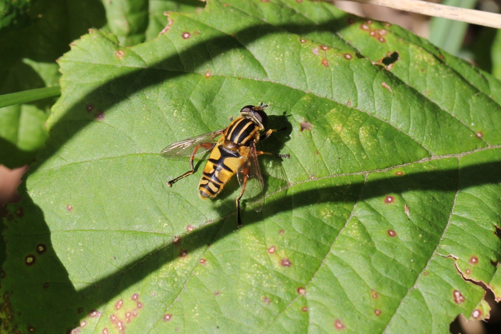 Helophilus pendulus (Linnaeus, 1758) - Hélophile suspendu