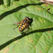 Helophilus pendulus (Linnaeus, 1758) - Hélophile suspendu