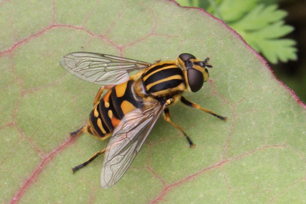 Helophilus pendulus (Linnaeus, 1758) - Hélophile suspendu (femelle) 