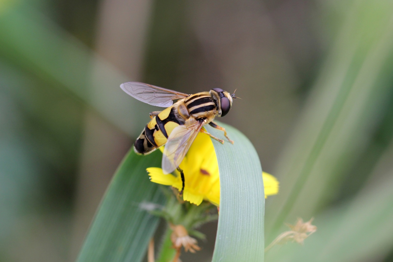 Helophilus trivittatus (Fabricius, 1805) - Hélophile à bandes grises (mâle)