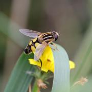 Helophilus trivittatus (Fabricius, 1805) - Hélophile à bandes grises (mâle)