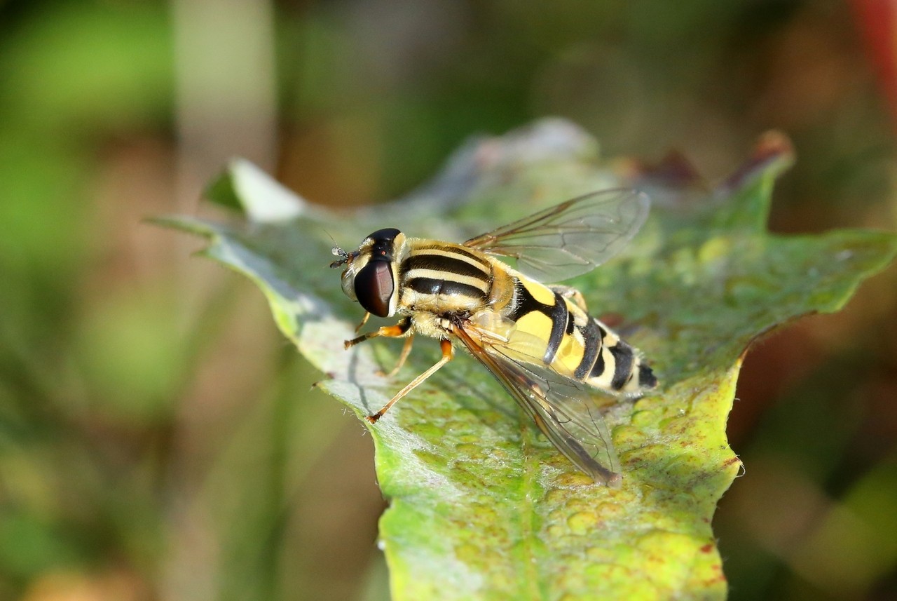 Helophilus trivittatus (Fabricius, 1805) - Hélophile à bandes grises 