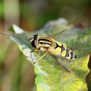 Helophilus trivittatus (Fabricius, 1805) - Hélophile à bandes grises 