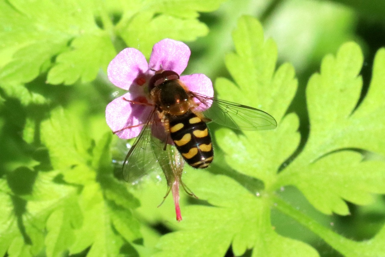 Lapposyrphus lapponicus (Zetterstedt, 1838)