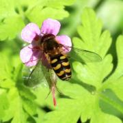 Lapposyrphus lapponicus (Zetterstedt, 1838)