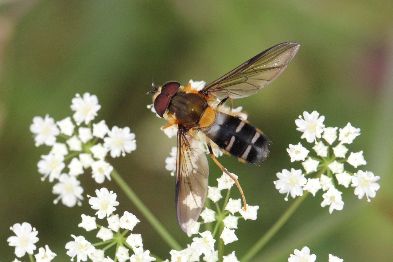 Leucozona glaucia (Linnaeus, 1758) (mâle)