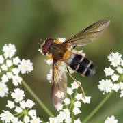 Leucozona glaucia (Linnaeus, 1758) (mâle)