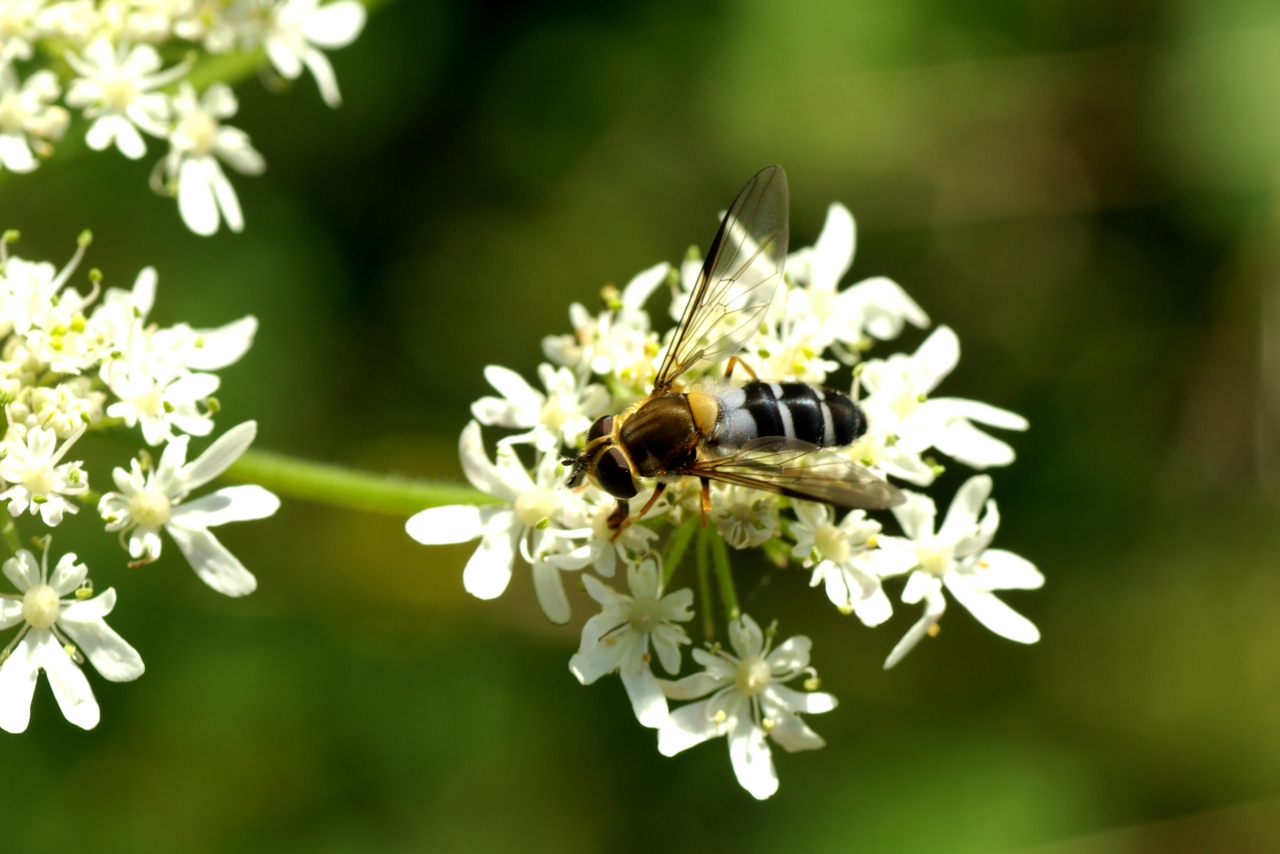 Leucozona glaucia (Linnaeus, 1758) (femelle)