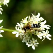 Leucozona glaucia (Linnaeus, 1758) (femelle)