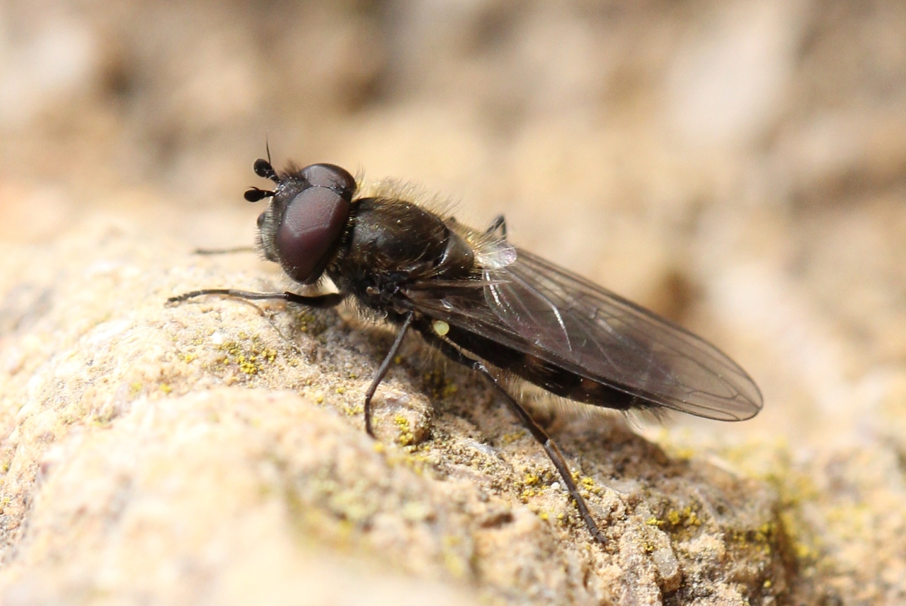 Melangyna quadrimaculata (Verrall, 1873) (mâle)