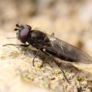 Melangyna quadrimaculata (Verrall, 1873) (mâle)