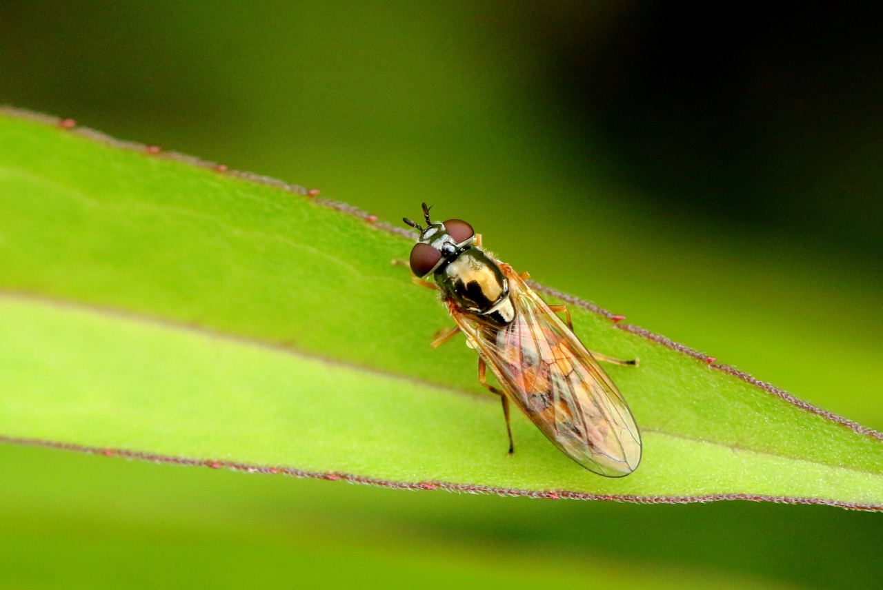 Melanostoma mellinum (Linnaeus, 1758) (femelle)