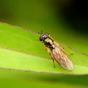 Melanostoma mellinum (Linnaeus, 1758) (femelle)