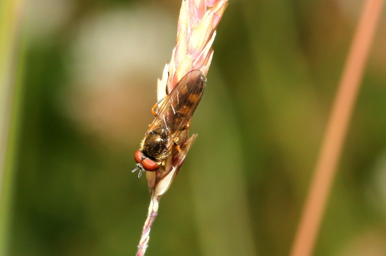 Melanostoma mellinum (Linnaeus, 1758) (mâle)