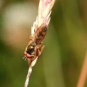 Melanostoma mellinum (Linnaeus, 1758) (mâle)