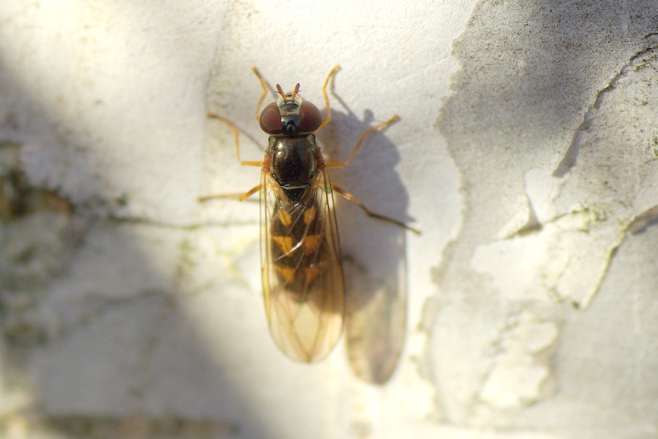 Melanostoma scalare (Fabricius, 1794) (femelle)